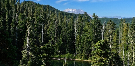 Mt St Helens peeking over ridge above Soda Peaks Lake in the Trapper Creek Wilderness